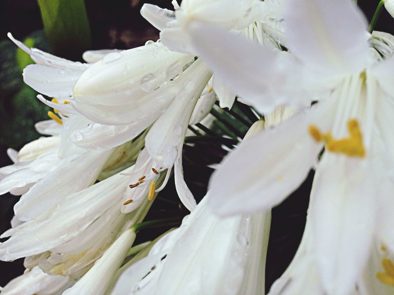 flower, petal, freshness, fragility, flower head, growth, close-up, beauty in nature, white color, nature, blooming, plant, focus on foreground, pollen, single flower, in bloom, stamen, outdoors, no people, day