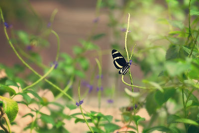 Close-up of butterfly on leaf