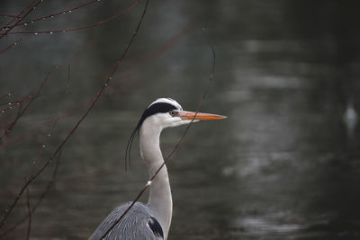 Close-up of grey heron standing on the lakeshore 