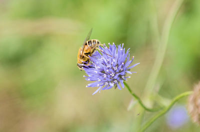 Close-up of bee on purple flower