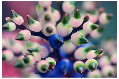 Close up of fruit growing on tree