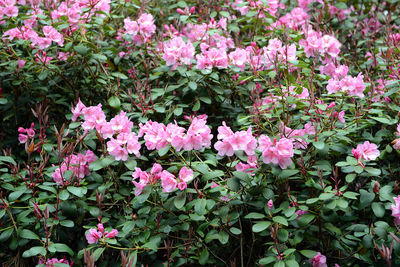 Close-up of pink flowers blooming outdoors