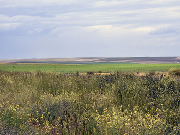 Scenic view of grassy field against sky