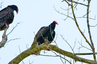 Low angle view of vultures perching on bare tree against clear sky
