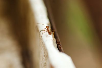 Red ant walking