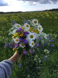 Midsection of person holding purple flowering plants on field