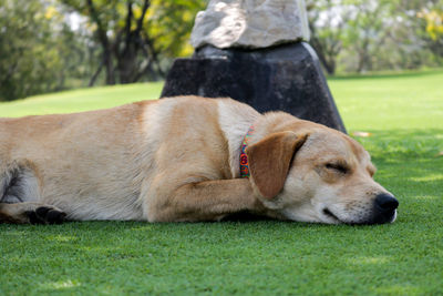 Dog relaxing on field