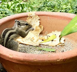 Close-up of squirrel