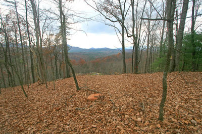 View of a forest