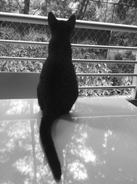 Rear view of cat