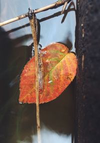 Close-up of a red leaf against blurred background