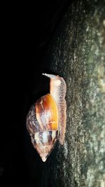 Close-up of snail on tree trunk