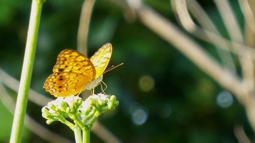 Close-up of butterfly pollinating on flower