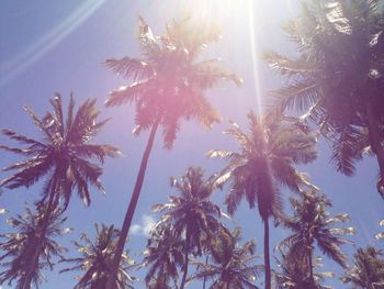 Low angle view of palm trees against sky