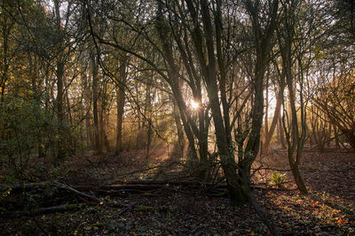 Sunlight streaming through trees in forest