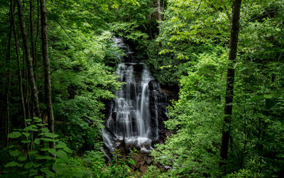 Scenic view of waterfall in forest