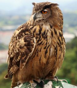 Close-up of owl perching outdoors