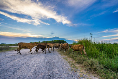 View of horse on field against sky