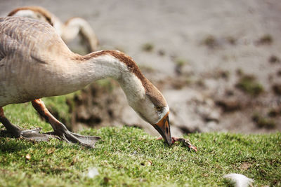 Swans on the rupsa river in khulna, bangladesh.