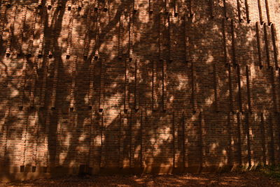 Full frame shot of trees