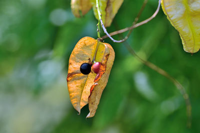 Close-up of fruits hanging on tree