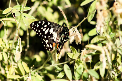 Close-up of butterfly pollinating on flower