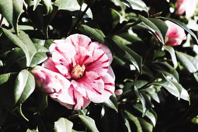 Close-up of pink flower