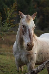 Portrait of horse in ranch