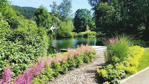 View of flowers in pond