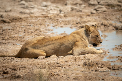 Lioness lying on sandy bank of waterhole