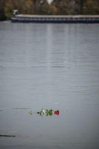 Close-up of flowers floating on lake