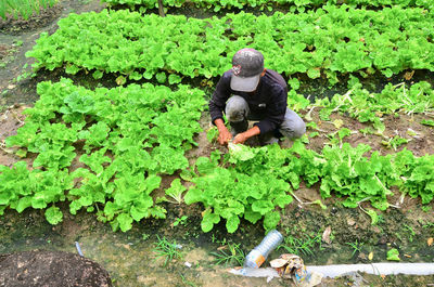 High angle view of man on plants