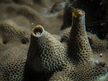 Close-up of fish swimming in sea
