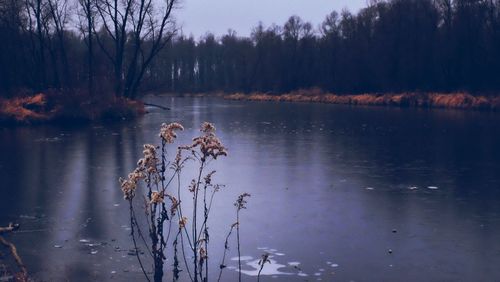 Scenic view of lake in forest