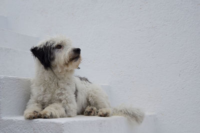 Close-up of dog sitting on floor