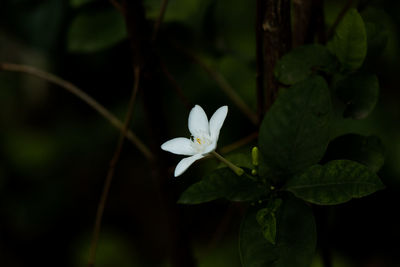 Close-up of white flowering plant