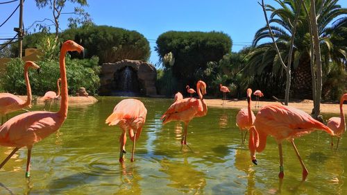 Panoramic view of birds in lake against sky