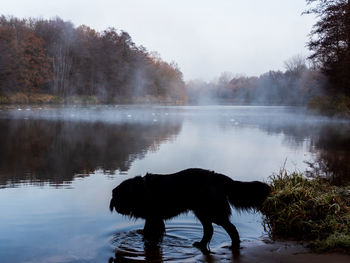 View of horse in lake