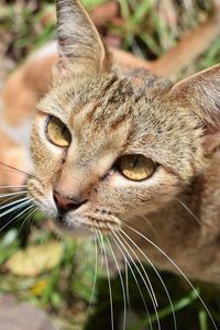 Close-up portrait of cat