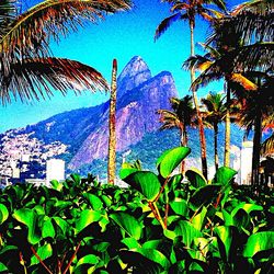 Trees growing on mountain against clear sky