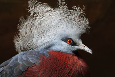 Close-up of a bird