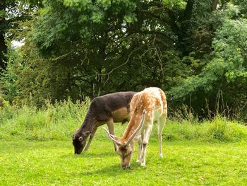 Horse grazing on field