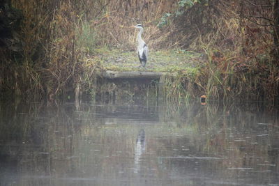 High angle view of gray heron on water