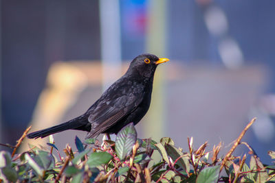 Close-up of bird perching on plant