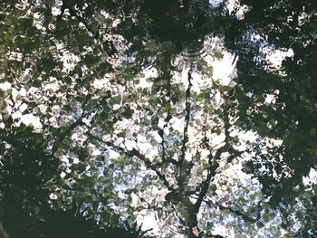 Low angle view of cherry blossoms against sky