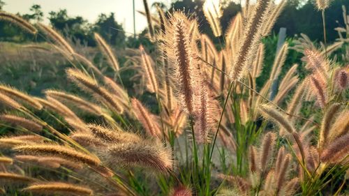 Close-up of stalks in field