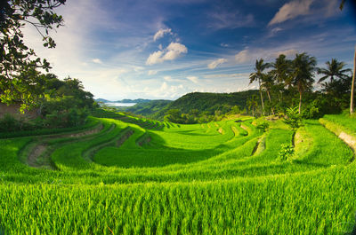 Scenic view of agricultural field against sky