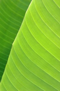 Full frame shot of leaves