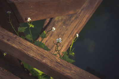 Close-up of insect on wood