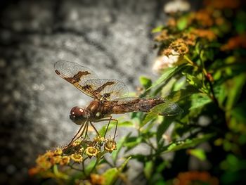 Close-up of insect